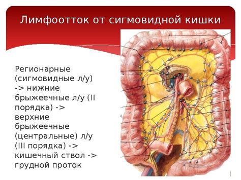 Анатомия сигмовидной ободочной и прямой кишки