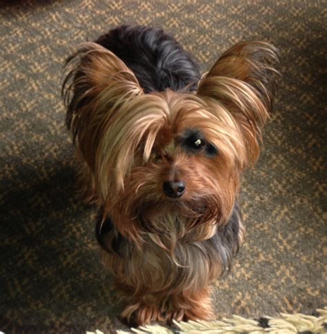 Miniature Yorkshire Terrier Haircuts For Yorkies