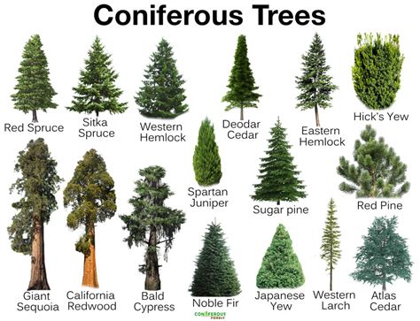 Coniferous Trees And Plants Facts Definition List Of Names