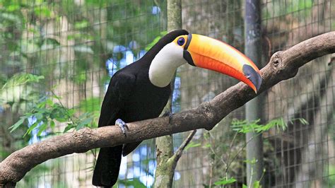 15 Recommended Animals To See In The Amazon Rainforest Blog Machu