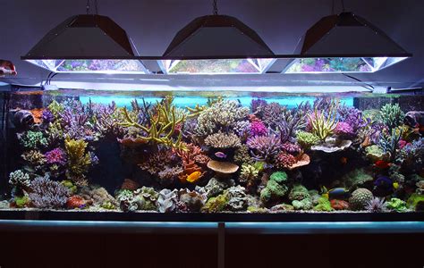 Baru Aquarium Setup Konsep Penting