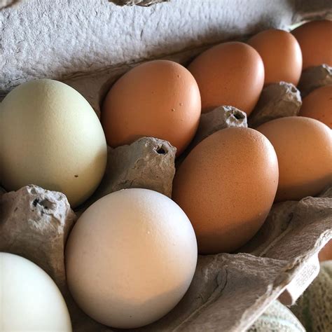 Farm Fresh Eggs - Growing Organic
