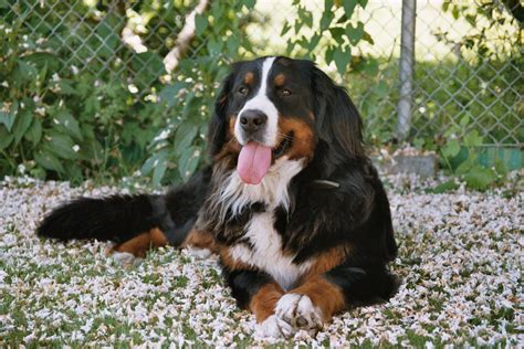 Bernese Mountain Dogpictures Of Dogs And All About Dog