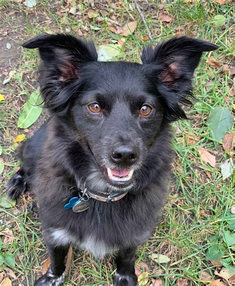 The border collie is one of those dogs that probably doesn't need that much of an introduction considering the fact that these types of dogs are often used by hollywood as actors in both tv and movies. Mason the Border Collie, Papillon Mix ~ DogPerDay ~ Cute ...