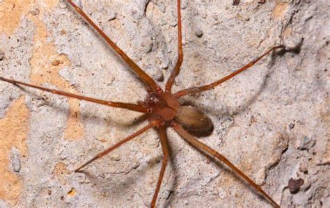 How To Tell If Its A Brown Recluse In Your San Antonio Home