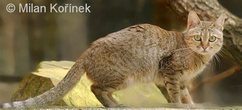 Felis Silvestris Gordoni Arabian Wildcat African Wild Cat Cats Cast