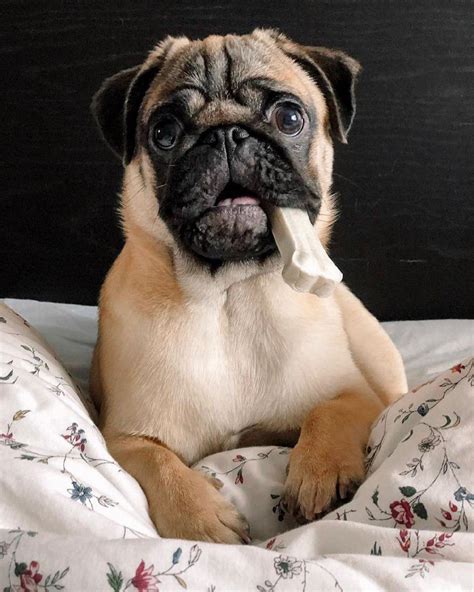 15 Reasons Why Pug Faces Are The Best Page 3 Of 3 Petpress