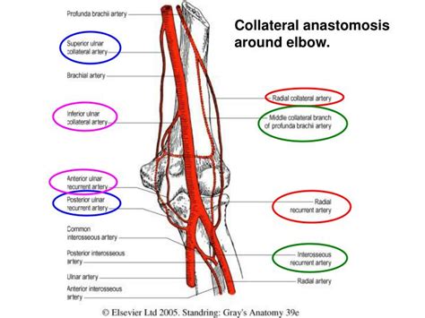 Ppt Biology 323 Human Anatomy For Biology Majors Lecture 11 Dr