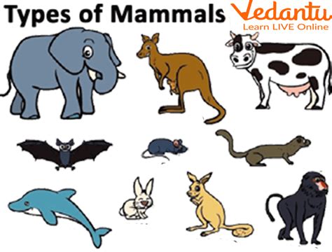 Mammals Names Learn With Examples For Kids