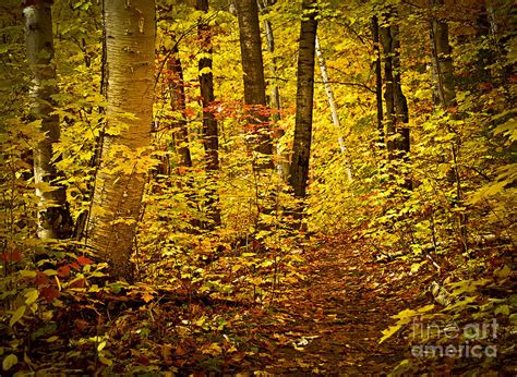Golden Fall Forest Photograph By Elena Elisseeva Fine Art America