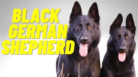 Black German Shepherd Top 10 Facts And Things To Know About The All
