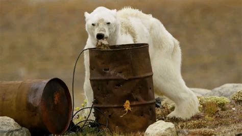 Canadian Photographer Calls For Action After Video Of Starving Polar