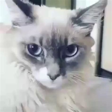 Shocked Cat Animated  Maker Piñata Farms The Best Meme Generator
