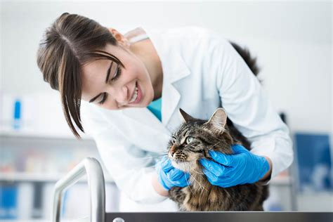 Since 2000, the cat hospital of austin has provided complete feline veterinary care in a loving, warm environment. Advanced Cat Hospital - Veterinary Care - Cat Vet - Cat Clinic