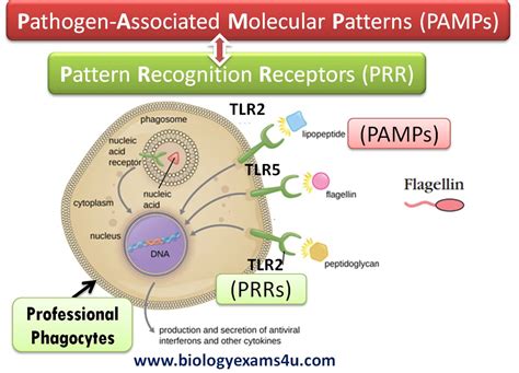 How Does Innate Immune Response Recognize Pathogens PRRs And PAMPs
