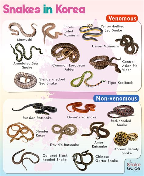 List Of Common Venomous And Non Venomous Snakes In Korea With Pictures