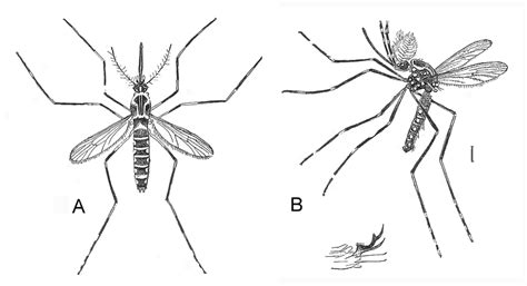 The Yellow Fever Mosquito Which Should Be Stegomyia Aegypti
