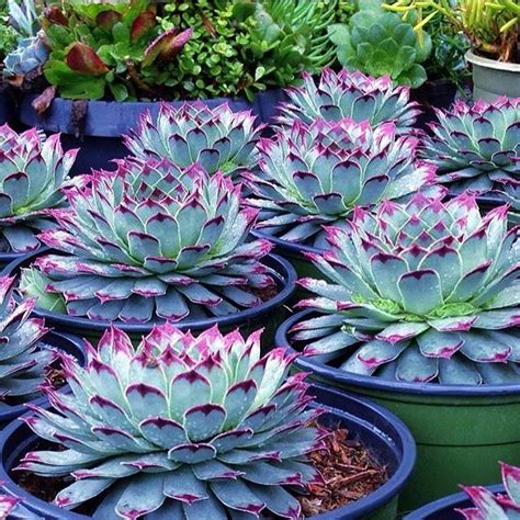 Do all succulents flowering plants bloom indoor or outdoor? Purple Tuesday's! That's a thing right?? @terrariumgirl # ...
