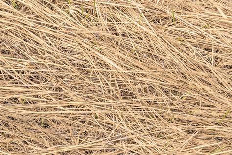 Premium Photo Dry Yellow Hay Grass Texture