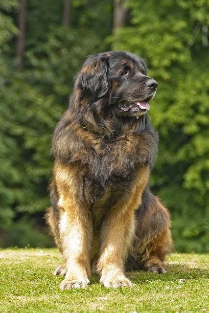 Leonberger Leonberger Dog Dog Breeds Huge Dogs