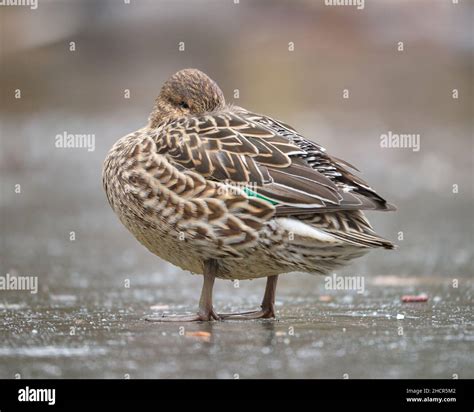 Female Green Winged Teal Anas Crecca Standing On Ice With Head Tucked