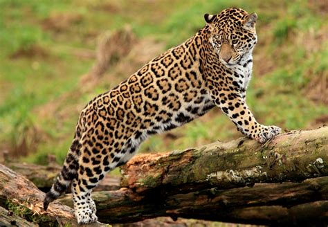 Jaguar Log Predator Big Cat Wallpaper Coolwallpapersme