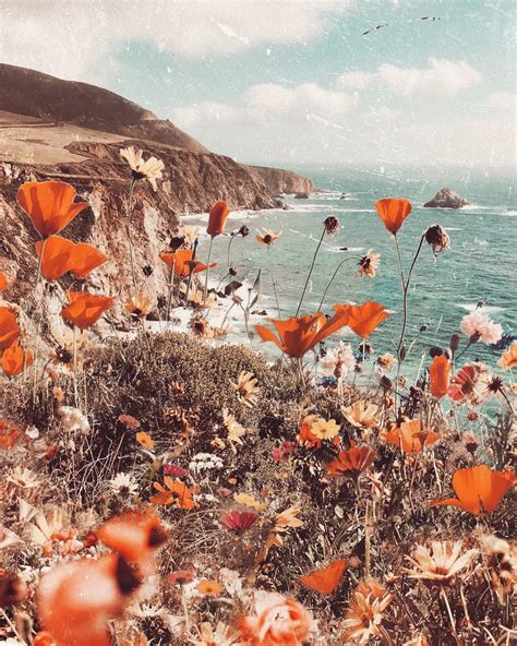 Big Sur Poppies — A Map Of Dreams Aesthetic Pictures Photo Wall
