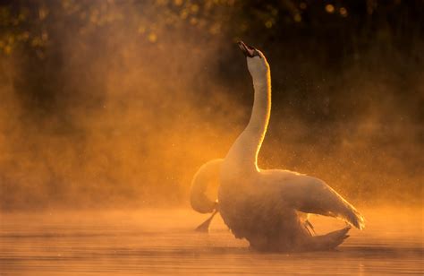 Mute Swan At Sunrise Punk Wildlife Flickr