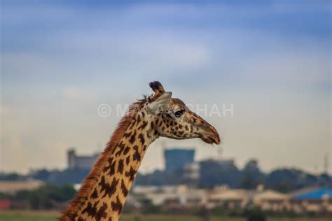 Giraffe And Nairobi Skyline Giraffe Nairobi Kenya