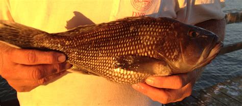 The Black Sea Bass Is A Popular Nearshore Bottomfish Along The Coast Of