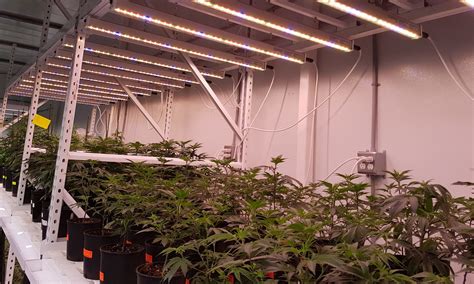 Pl Light Expert Articles Can You Be Profitable Growing Cannabis
