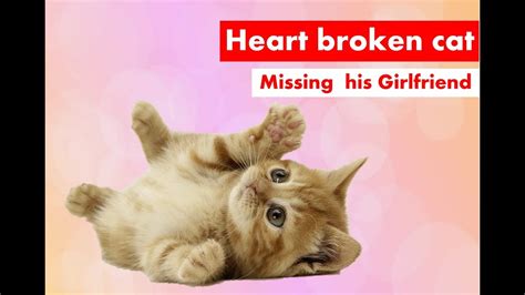 Funny Cat Video Heart Broken Cat Missing His Gf Funny Cats And