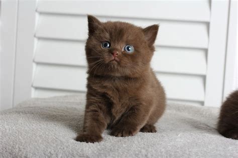 Chocolate British Shorthair Facts Origin History With Pictures