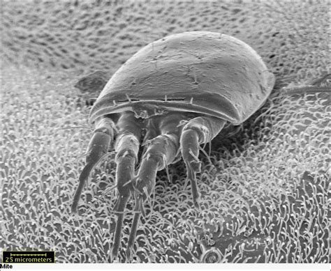 Pin On Beauty Microscopy