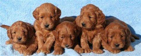 The goldendoodle teddy bear cut: Miniature Goldendoodle | Goldendoodle, Mini goldendoodle ...