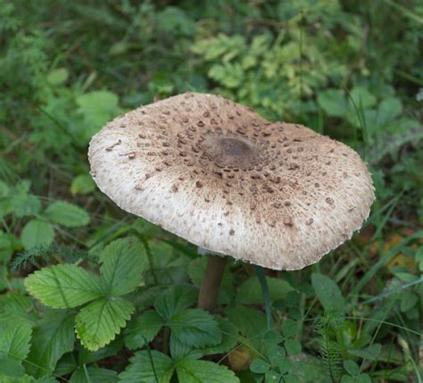 Toadstool Mushroom Stock Image Image Of Green Large 32943443