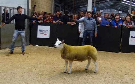 Behold The Worlds Most Expensive Sheep Sold For 490000 Photos