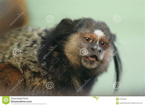 Lifespan, distribution and habitat map, lifestyle and social behavior, mating habits, diet and nutrition, population size and status. Black-tufted marmoset stock photo. Image of tufted ...