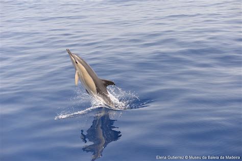Delphinus Delphis Delfín Común De Hocico Corto Mistic Seas Iii