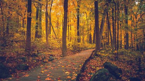 Path With Dry Leaves Between Autumn Fall Trees Forest Hd Fall