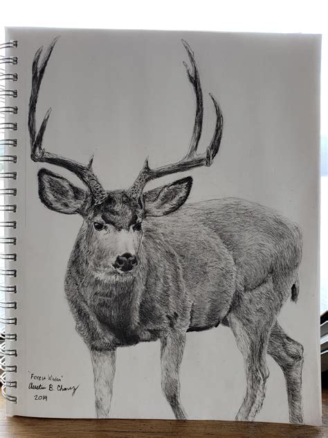 Heres Mule Deer In Charcoal I Had A Lot Of Fun Drawing This One R