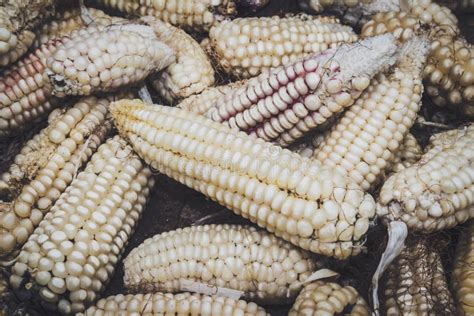 Maize Zea Mays Plant Harvested And Drying Out After Harvest Uganda