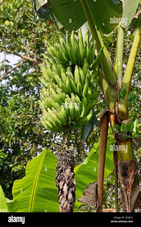 Bananas Growing Hanging From Tree Large Bunch Fruit Food Nature