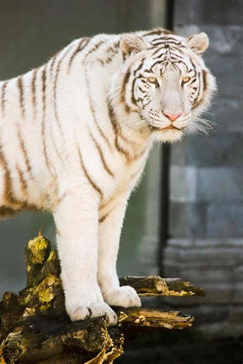Animals Feline Predator Tiger Zoo White Tiger Pikist