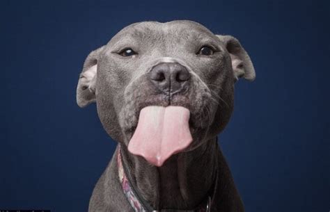 Hilarious Portraits Of Dogs Eating Peanut Butter By Photographer Greg