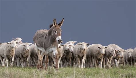 Protect Your Flock With Guard Donkeys Hobby Farms Donkey Sheep