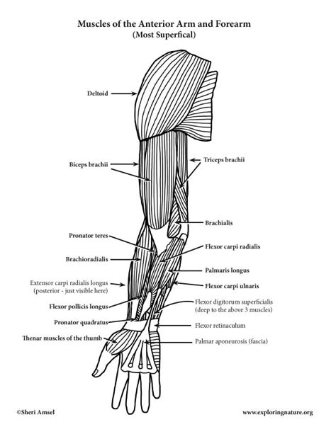 These flexor muscles are all located on the anterior side of the upper arm and extend from the humerus and scapula to the ulna and radius of the forearm. Arm and Forearm Muscles (Anterior View) (Advanced)