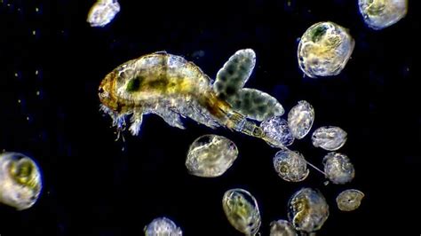What Do Copepods Eat A Z Animals