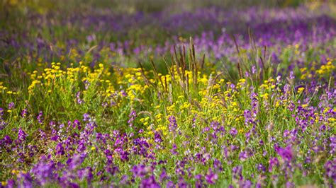 Plant Life Temperate Grassland Tours