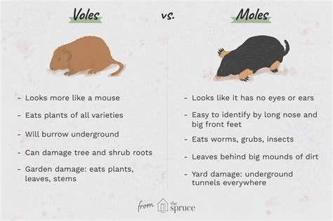 Garden Pests Include The Mole And The Vole Those Tunneling Mouse Like